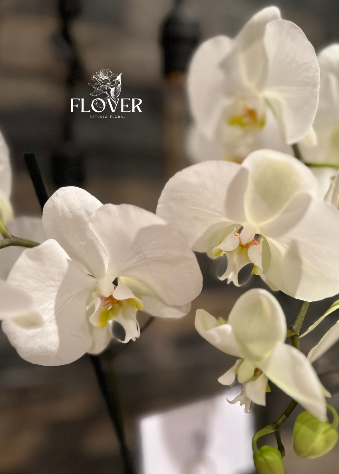 Orquídeas